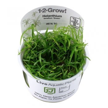 Helanthium tenellum 'Green' - Kleine grüne Zwergschwertpflanze 1-2-Grow!